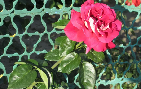 Summer, leaves, flowers, mesh, rose, 2018, June, Meduzanol ©