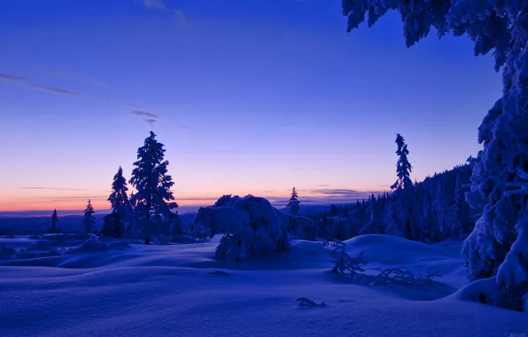 Picture winter, forest, the sky, clouds, snow, trees, sunset, the evening, Norway