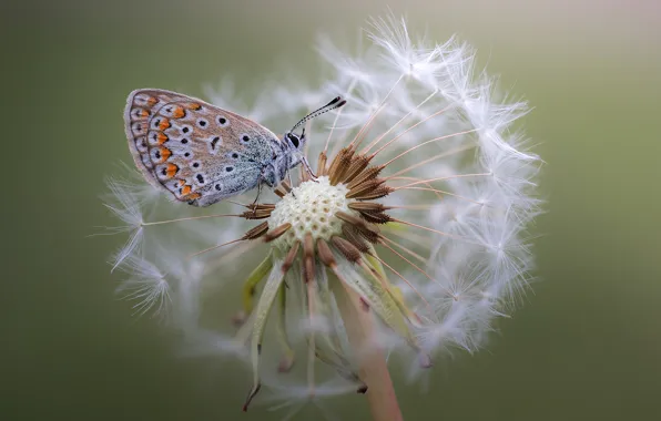 Macro, dandelion, butterfly