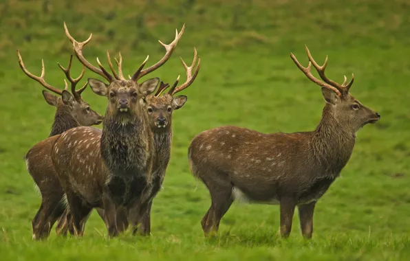 Horns, deer, the herd