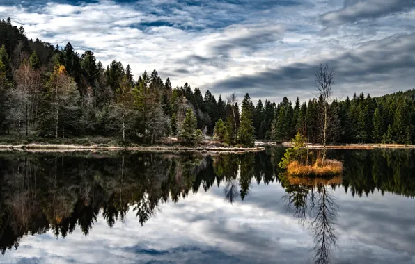 Picture forest, nature, lake