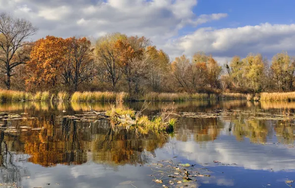 Picture autumn, grass, clouds, trees, landscape, nature, river, shore