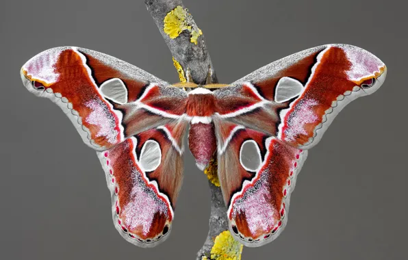 Macro, grey, background, pattern, butterfly, branch, insect, red
