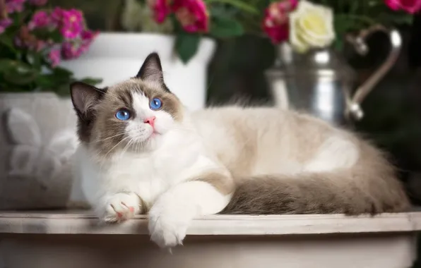 Cat, look, blue eyes, Ragdoll