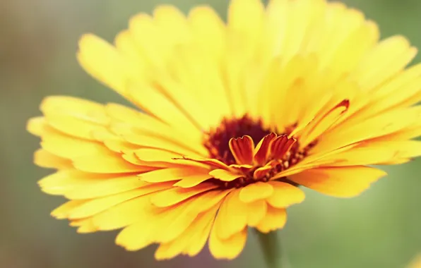 Flowers, Daisy, Dahlia