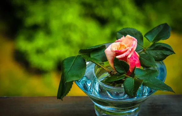 Picture leaves, rose, Bud, vase