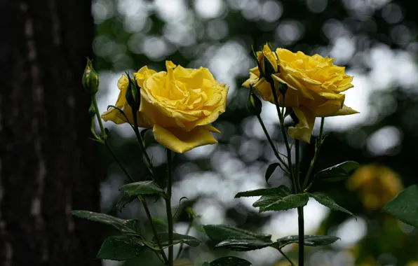 Picture flowers, yellow, the dark background, roses, garden, stem, buds, bokeh