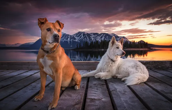 Picture the sky, clouds, mountains, pierce, Dogs