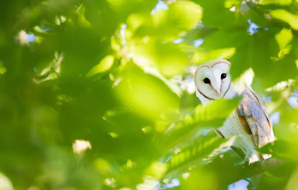 Greens, look, leaves, light, branches, owl, bird, foliage