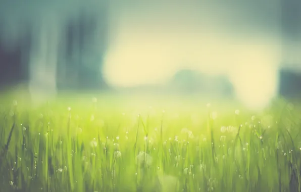 Picture grass, drops, bokeh
