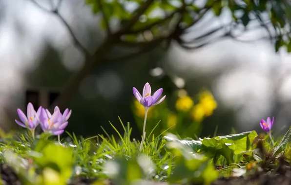 Summer, flowers, nature