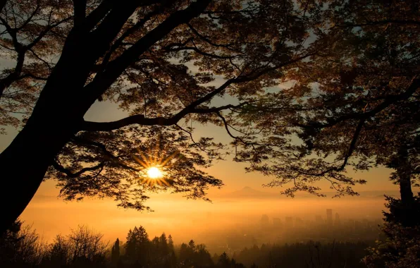 Picture leaves, trees, sunset, fog