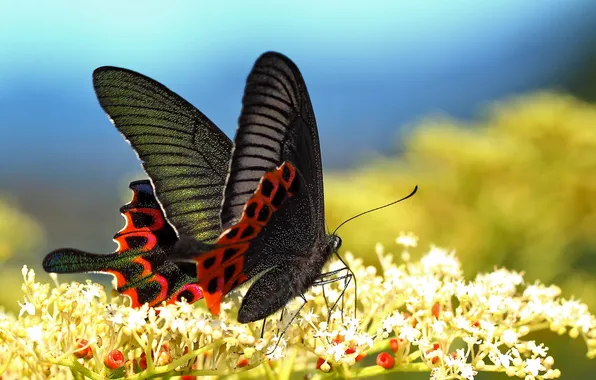 Picture macro, flowers, butterfly, wings