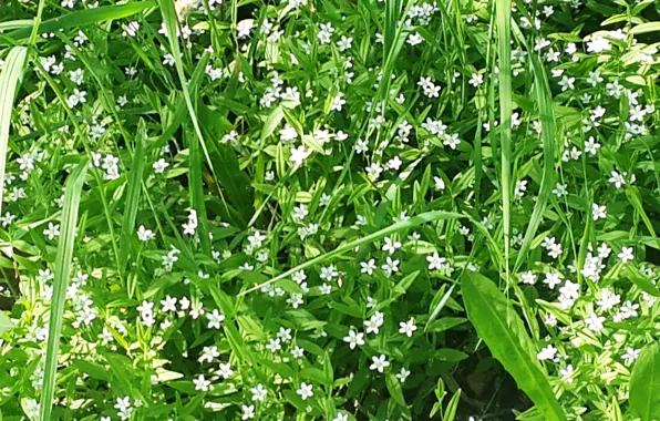 Flowers, Grass, White