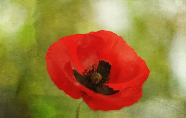 Macro, flowers, Mac, petals, canvas