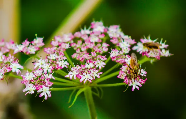 Picture Flowers, Flowers, Bokeh, Bokeh