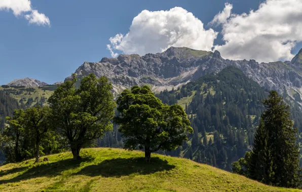 Picture clouds, trees, mountains, Germany, Bayern, Alps, trees, Germany