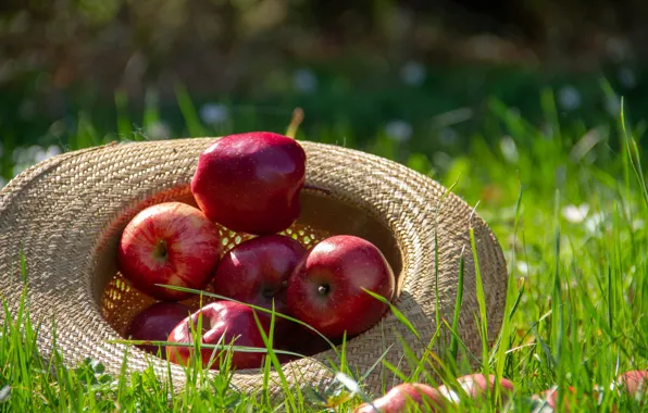 Weed, Hat, Apples