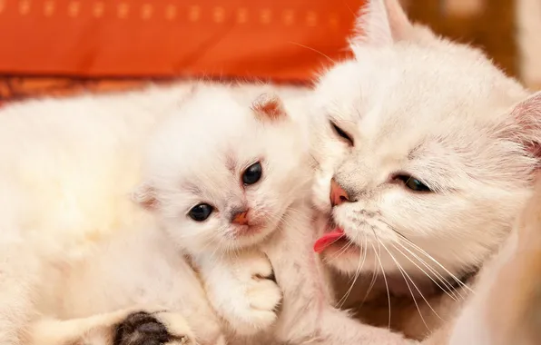 Language, cat, white, look, cats, pose, kitty, baby