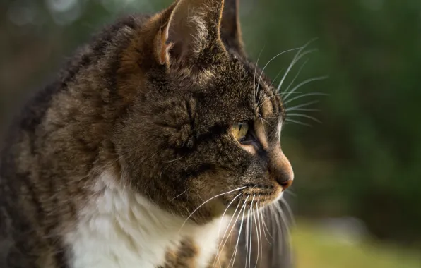 Cat, cat, look, face, grey, background, portrait, profile