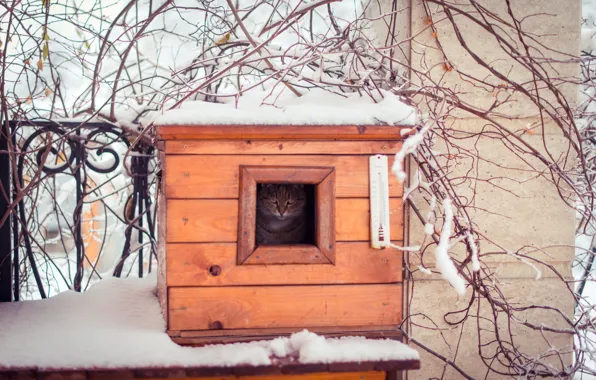 Picture winter, cat, cat, look, snow, branches, nature, fence