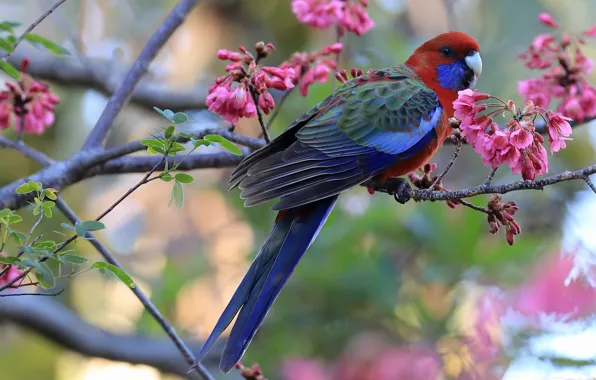 Picture flowers, branches, bokeh, Red Rosella