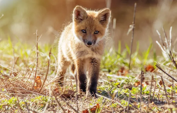 Grass, light, nature, glade, baby, Fox, Fox, Fox
