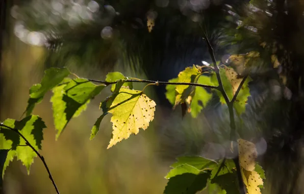 Autumn, forest, macro, trees, foliage, autumn forest, Sunny autumn