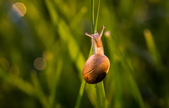 Picture summer, grass, macro, light, pose, snail, sink, shell