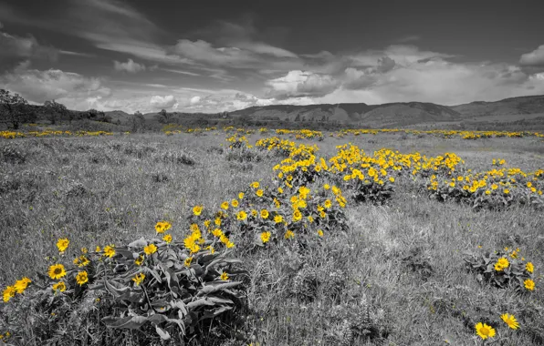 The sky, grass, flowers, mountains, meadow