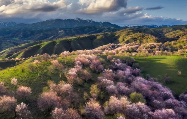 Clouds, trees, mountains, cherry, hills, spring, dal, Sakura
