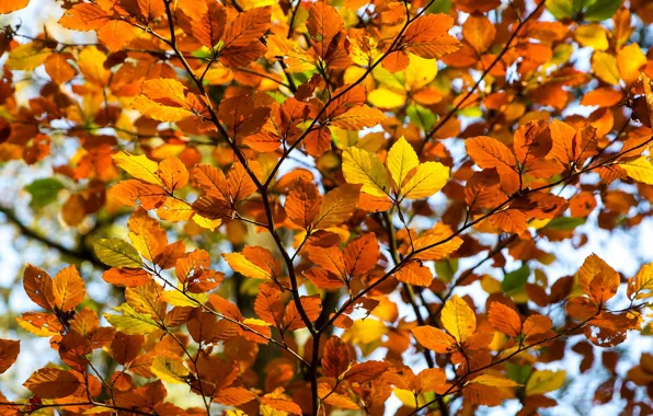 Picture autumn, leaves, the crimson