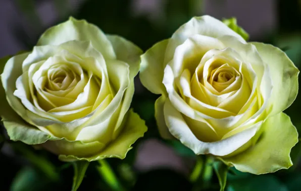 Picture flowers, Roses, buds