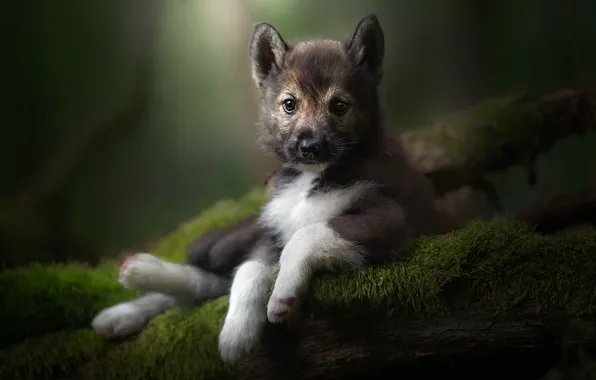 Look, moss, portrait, puppy, The tamaskan dog