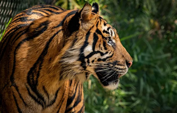 Picture grass, look, face, nature, tiger, green, background, portrait