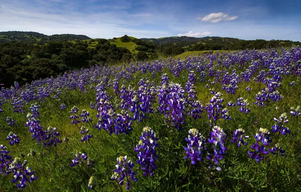 Summer, flowers, meadow, lilac, lupins
