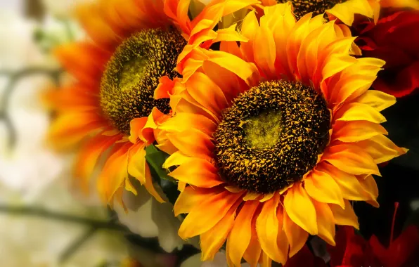 Picture macro, flowers, yellow, sunflower, flowering