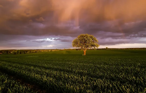 Picture field, light, clouds, nature, tree, morning