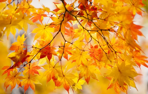 Autumn, leaves, drops, paint, branch