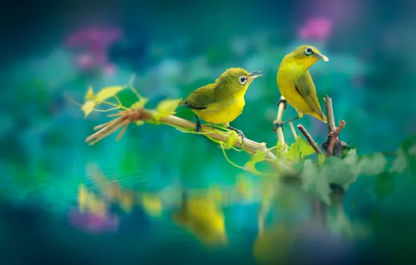 Picture leaves, water, birds, nature, branch, pair, bokeh, the white-eye