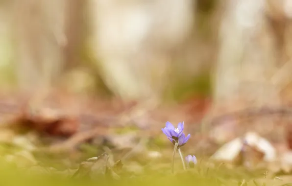 Flowers, nature, spring, violet