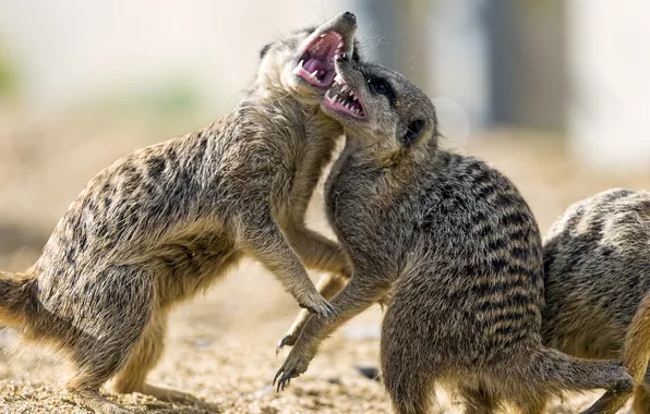 Sand, meerkats, fight, pair, ©Tambako The Jaguar