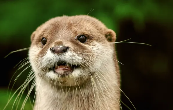 Background, muzzle, otter, Otter