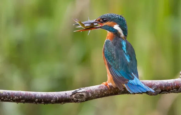 Picture bird, branch, Kingfisher, catch