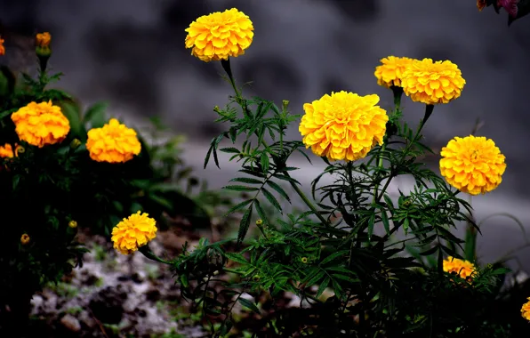 Leaves, flowers, the dark background, stems, yellow, garden, flowerbed, marigolds