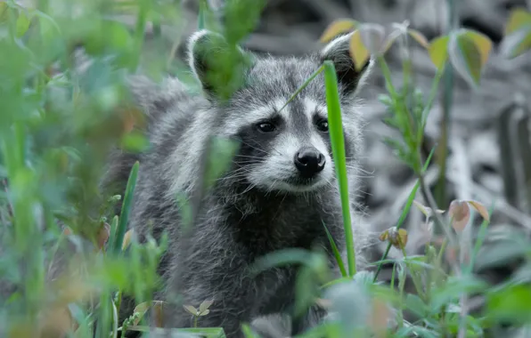 Look, face, portrait, raccoon, bokeh