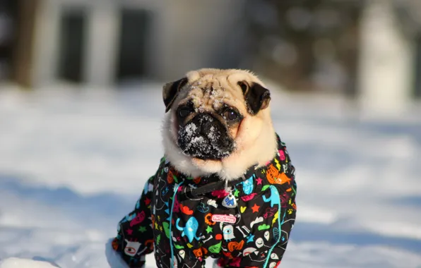 Picture winter, snow, Pug, pug