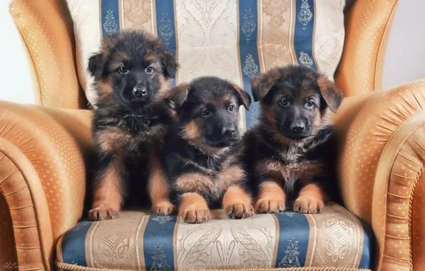 Chair, puppies, trio, German shepherd