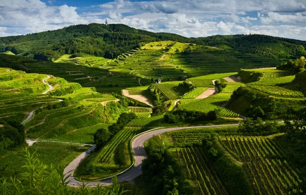 Road, field, landscape, nature, view, vineyard