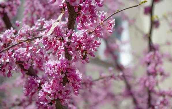 Flowers, Nature, Tree, Bee, Trees, Blur, Bees, The European Barannik